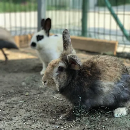 Semesteranläggning (resort) Rizom Tatil Koyu