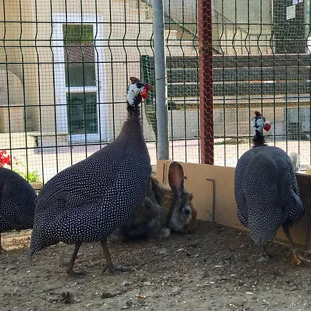 Semesteranläggning (resort) Rizom Tatil Koyu Samanli