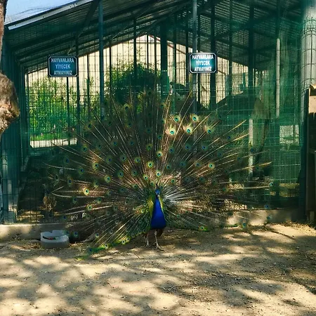 Rizom Tatil Koyu * Samanli