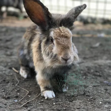 Rizom Tatil Koyu منتجع